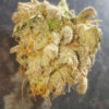 Dank Cherry Heads Feminizovaná