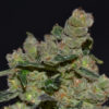 Diesel Feminised Seeds