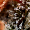 dscn3966_xxx_c99_2000