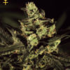 Exodus Cheese Feminised Seeds
