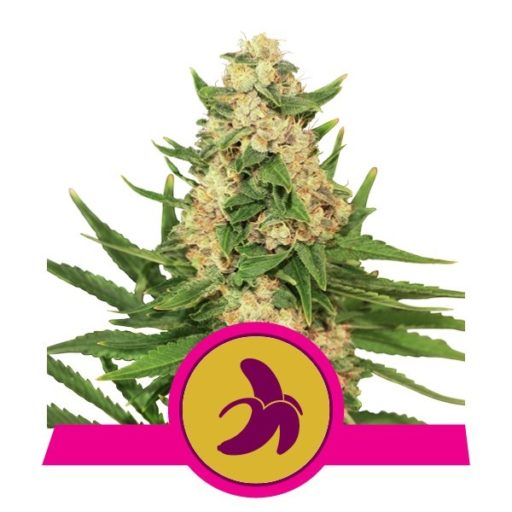 Fat Banana Feminised Seeds