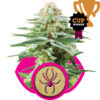 fem-whitewidow