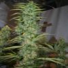 Orient Express Feminised Seeds