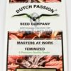 Frisian Dew Feminised Seeds