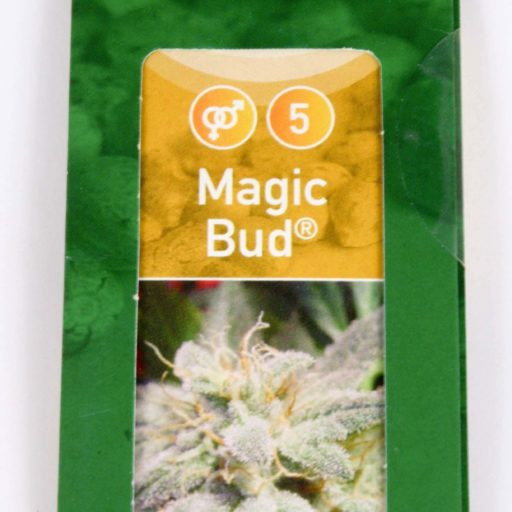 Semena marihuany Magic Bud Feminizovaná
