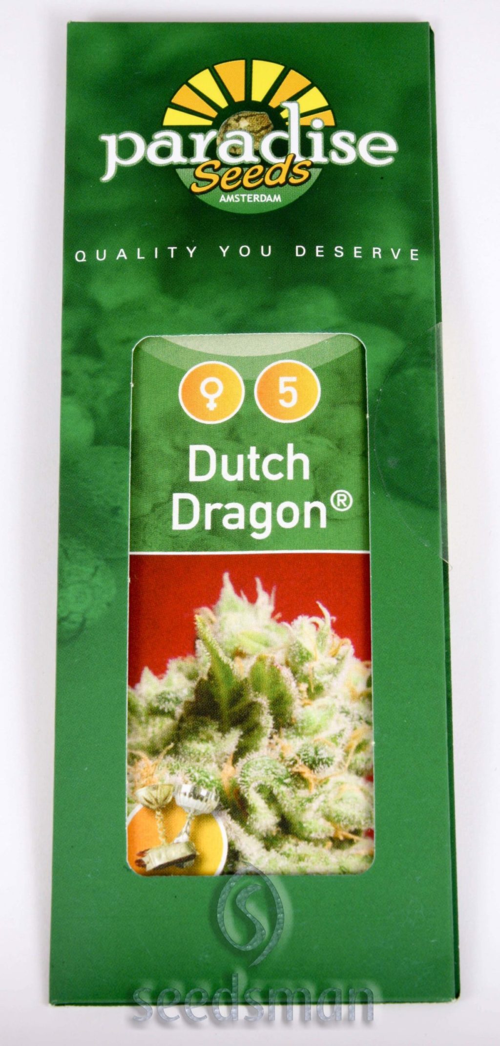 Dutch Dragon Feminizovaná