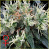 NL5 Haze Mist Feminised Seeds