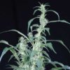 file_63_2