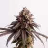 Gelato-K Feminizovaná