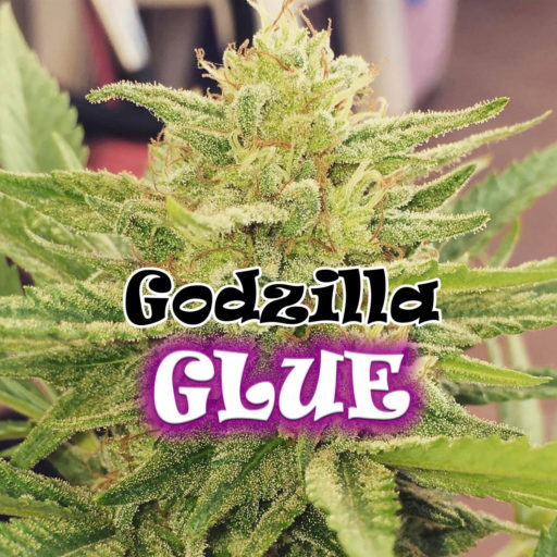 Godzilla Glue Feminizovaná