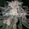 Gorilla Cookies (GG#4 x Cookies) Feminised Seeds