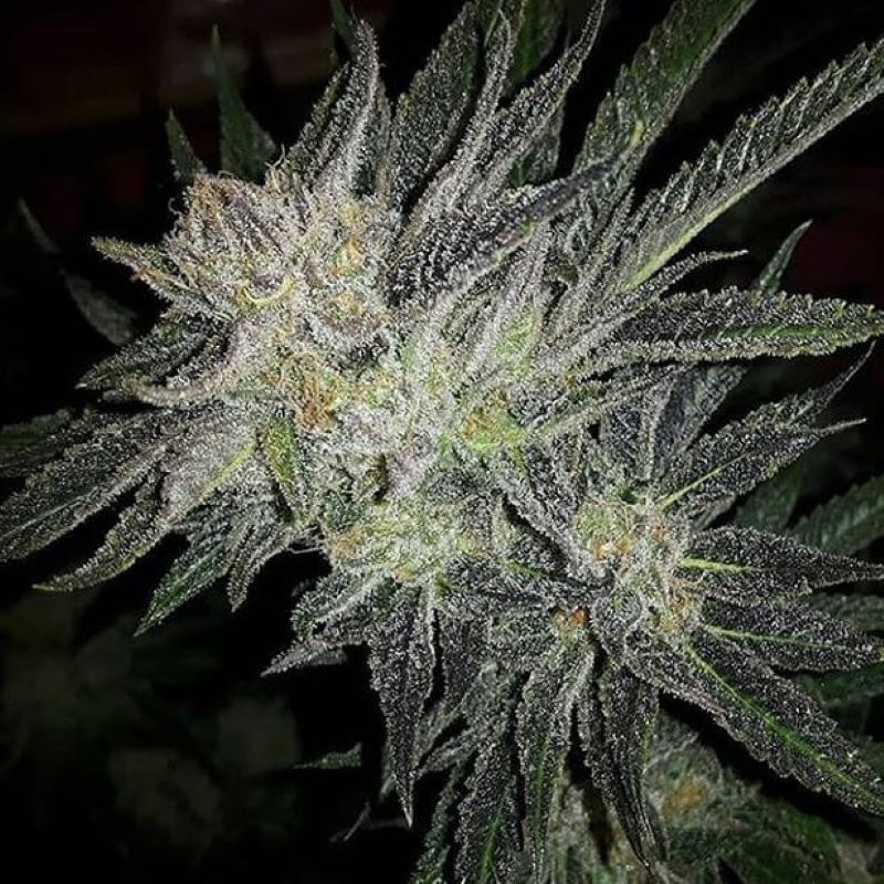 Semena marihuany Gorilla White Widow Feminizovaná