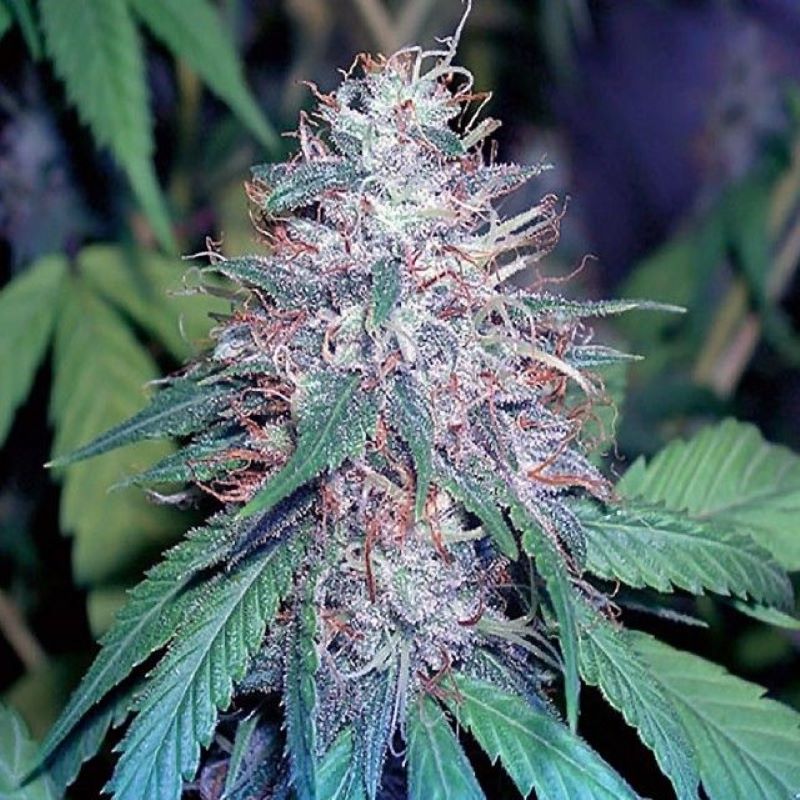 Semena marihuany Grape Kush Feminizovaná