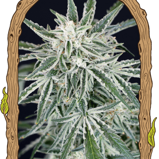 Semena marihuany Green Gummy Auto Feminizovaná