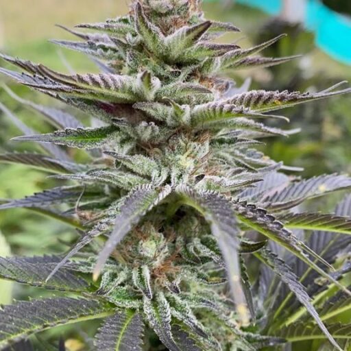 Semena marihuany Girl Scout Cookies Feminizovaná