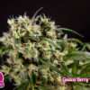 Guava Berry Kush Feminizovaná