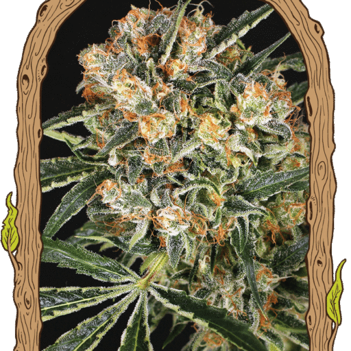 Semena marihuany Hippie Therapy CBD Feminizovaná