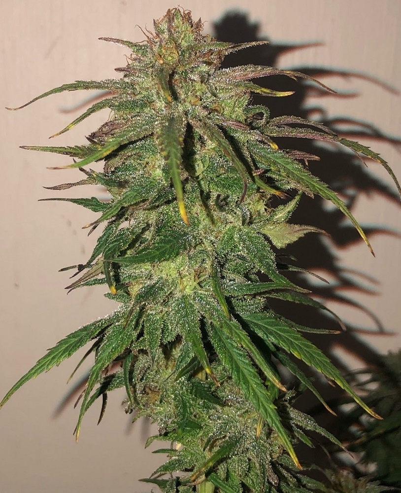 hokkaido_japan_rizraz_p3_1a_indoor_bud_ripening_indoors2