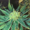 White Widow FAST Feminizovaná