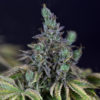 Gelat.OG Feminised Seeds