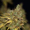 Badazz Cookies OG Feminised Seeds