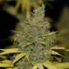 Badazz OG Cheese Feminised Seeds