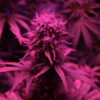 Blueberry Auto (formerly Blue Auto) Feminised Seeds