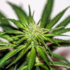 White Widow Feminised Seeds