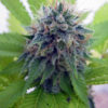Candy Cream Feminizovaná