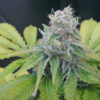 Jack Herer FAST Feminised Seeds