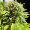 Blueberry Feminised Seeds - Bulk x 100