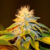 Bubba Kush Feminised Seeds