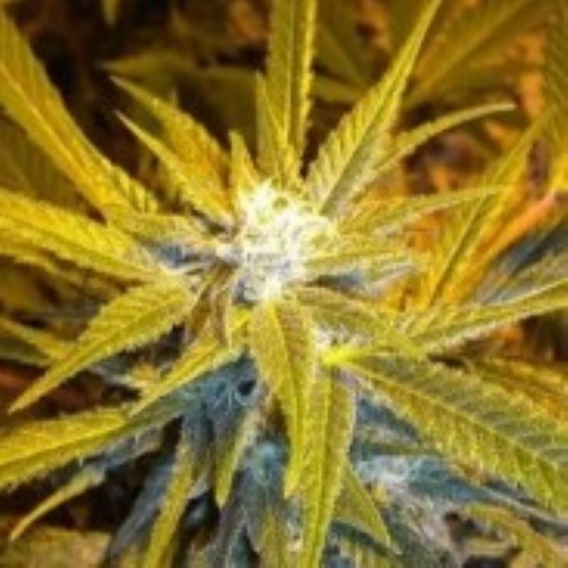 Semena marihuany Jet 47 Autoflowering Feminizovaná