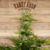 Kandy Kush Feminizovaná