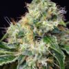 killer_kush_f1_fast_version_r__sws52_01