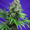 Killer Kush FAST Version Feminised Seeds