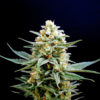 Kritikal - K Feminised Seeds