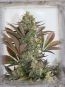 Kush Mass Feminised Seeds