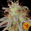 Amnesia Lemon Feminised Seeds