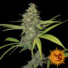 G13 Haze Feminised Seeds