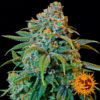 Liberty Haze Feminised Seeds