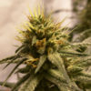 large_pineapple-chunk_5_510250