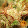 large_red-diesel_1_026323