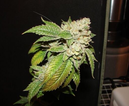 Semena marihuany Larry OG Kush Feminizovaná