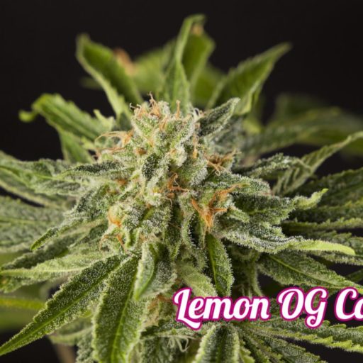lemon-og-candy-3