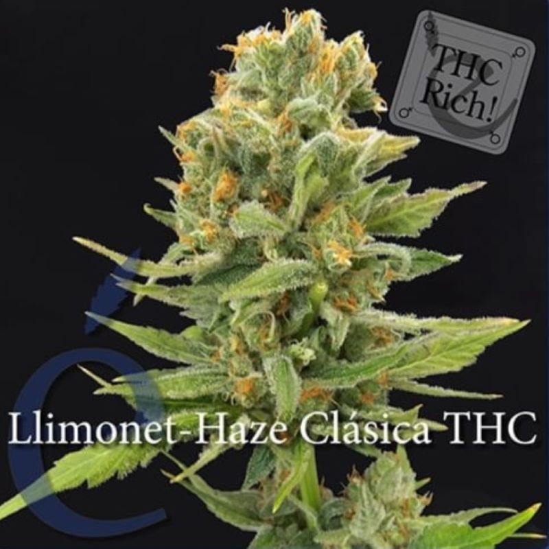 Semena marihuany Llimonet Haze Classic THC Feminizovaná