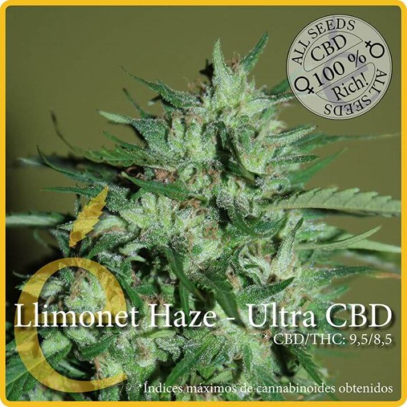 Semena marihuany Llimonet Haze Ultra CBD Feminizovaná