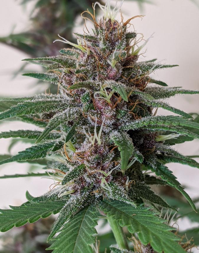 malawi_x_pck_kamyo_indoor_bud_6_weeks_flowering4_1
