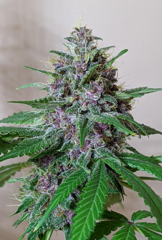 malawi_x_pck_kamyo_indoor_cola_8_weeks_flowering_1