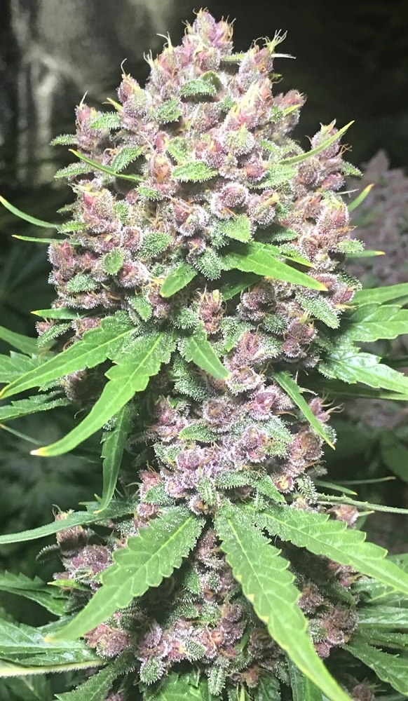 malawi_x_pck_mountainkush_indoor_cola_finishing4_recortada